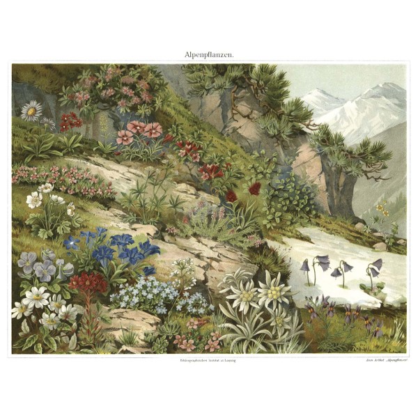DUTCH WALL DECOR NATURAL HISTORY NH250001-DWD Ταπετσαρίες τοίχου Non Woven Custom παραγγελία στις διαστάσεις σας.