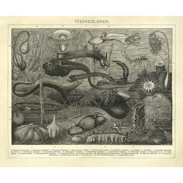 DUTCH WALL DECOR NATURAL HISTORY NH250006-DWD Ταπετσαρίες τοίχου Non Woven Custom παραγγελία στις διαστάσεις σας.