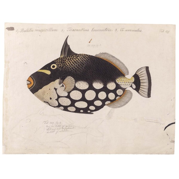 DUTCH WALL DECOR NATURAL HISTORY NH250007-DWD Ταπετσαρίες τοίχου Non Woven Custom παραγγελία στις διαστάσεις σας.