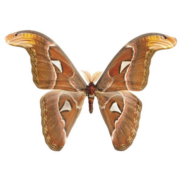 DUTCH WALL DECOR NATURAL HISTORY NH250009-DWD Ταπετσαρίες τοίχου Non Woven Custom παραγγελία στις διαστάσεις σας.