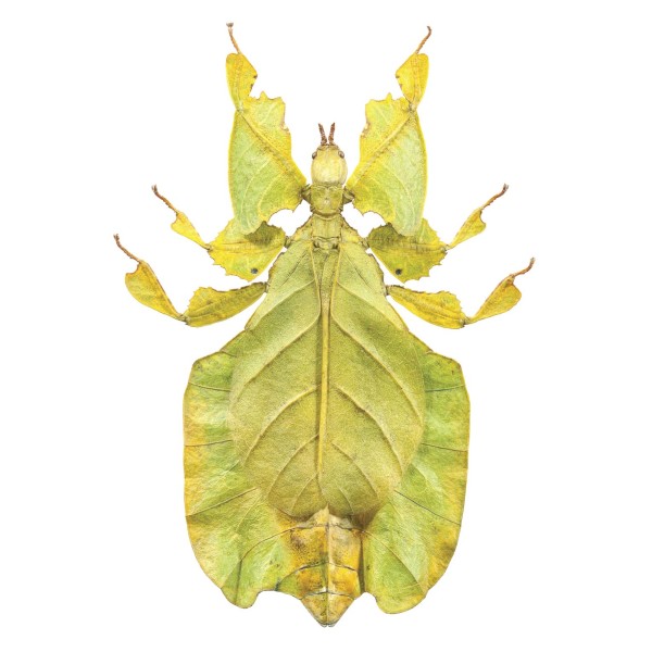 DUTCH WALL DECOR NATURAL HISTORY NH250011-DWD Ταπετσαρίες τοίχου Non Woven Custom παραγγελία στις διαστάσεις σας.