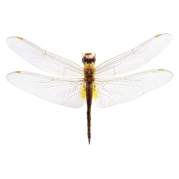 DUTCH WALL DECOR NATURAL HISTORY NH250013-DWD Ταπετσαρίες τοίχου Non Woven Custom παραγγελία στις διαστάσεις σας.