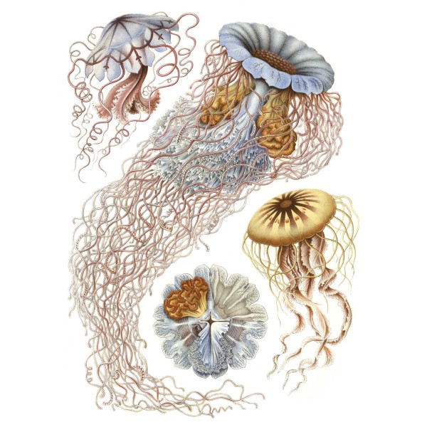 DUTCH WALL DECOR NATURAL HISTORY NH250014-DWD Ταπετσαρίες τοίχου Non Woven Custom παραγγελία στις διαστάσεις σας.