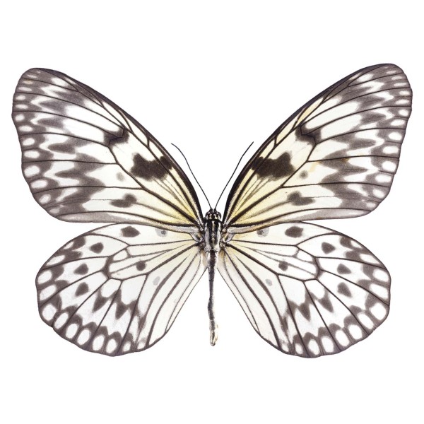 DUTCH WALL DECOR NATURAL HISTORY NH250015-DWD Ταπετσαρίες τοίχου Non Woven Custom παραγγελία στις διαστάσεις σας.