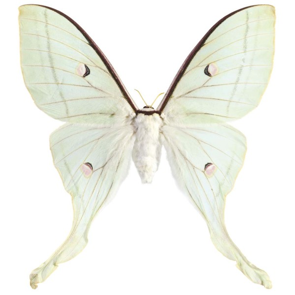 DUTCH WALL DECOR NATURAL HISTORY NH250016-DWD Ταπετσαρίες τοίχου Non Woven Custom παραγγελία στις διαστάσεις σας.