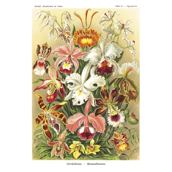 DUTCH WALL DECOR NATURAL HISTORY NH250019-DWD Ταπετσαρίες τοίχου Non Woven Custom παραγγελία στις διαστάσεις σας.