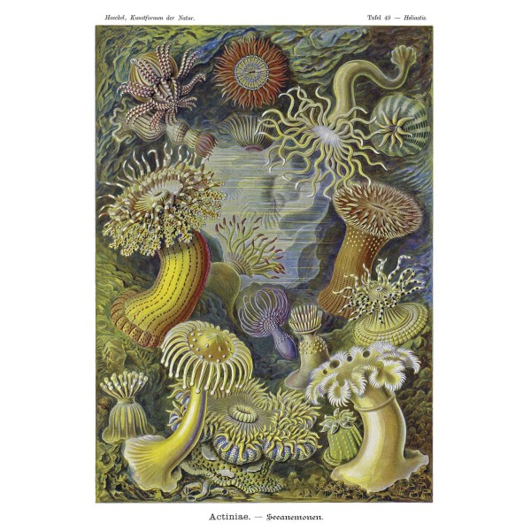 DUTCH WALL DECOR NATURAL HISTORY NH250020-DWD Ταπετσαρίες τοίχου Non Woven Custom παραγγελία στις διαστάσεις σας.