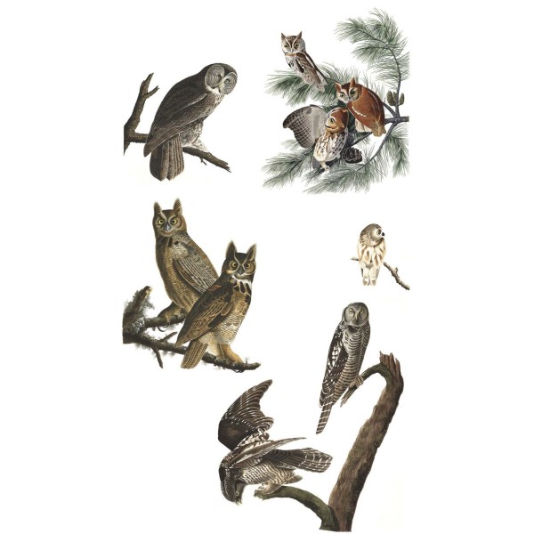 DUTCH WALL DECOR NATURAL HISTORY NH250021-DWD Ταπετσαρίες τοίχου Non Woven Custom παραγγελία στις διαστάσεις σας.