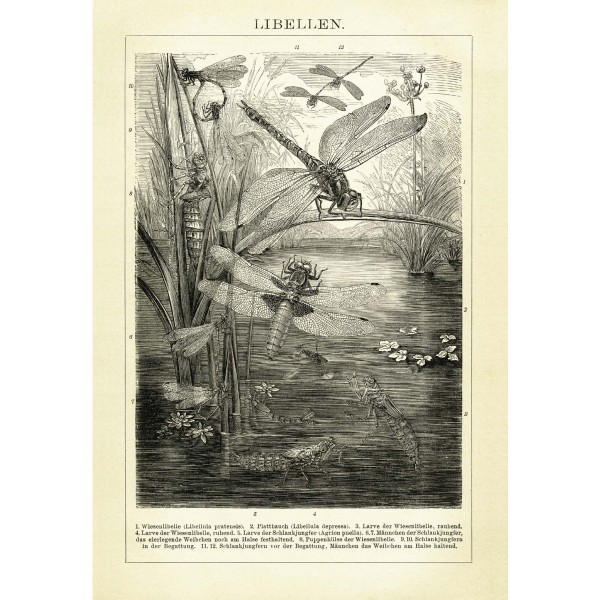 DUTCH WALL DECOR NATURAL HISTORY NH250022-DWD Ταπετσαρίες τοίχου Non Woven Custom παραγγελία στις διαστάσεις σας.