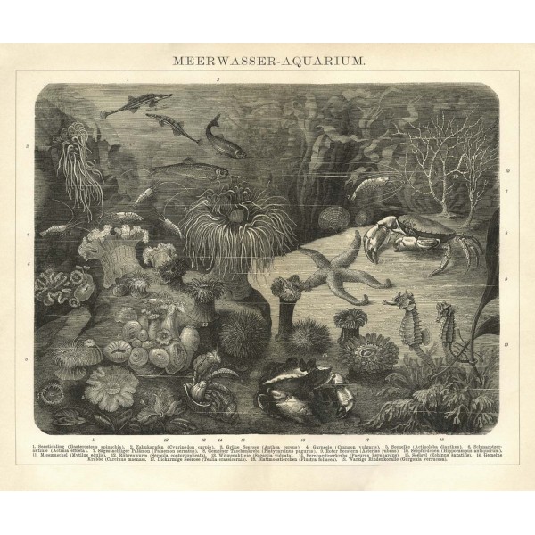 DUTCH WALL DECOR NATURAL HISTORY NH250023-DWD Ταπετσαρίες τοίχου Non Woven Custom παραγγελία στις διαστάσεις σας.