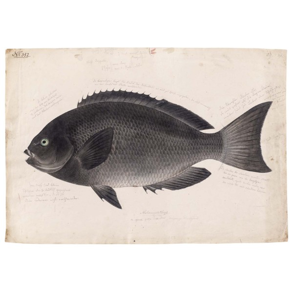 DUTCH WALL DECOR NATURAL HISTORY NH250026-DWD Ταπετσαρίες τοίχου Non Woven Custom παραγγελία στις διαστάσεις σας.