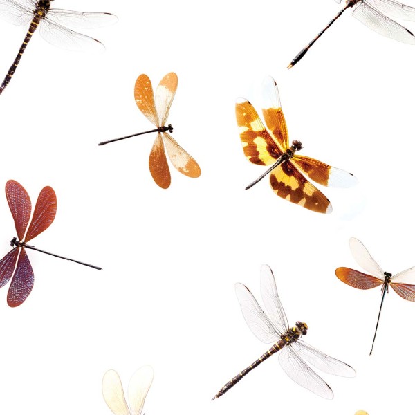 DUTCH WALL DECOR NATURAL HISTORY NH250048-DWD Ταπετσαρίες τοίχου Non Woven Custom παραγγελία στις διαστάσεις σας.