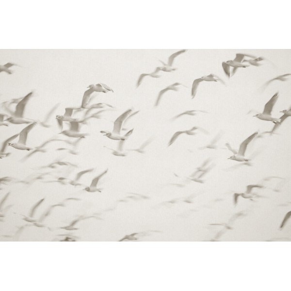 PANORAMA 1 V101-1-ICH Coated C, Non Woven 4.24x2.80